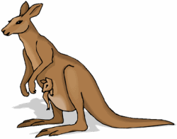 Kangaroo