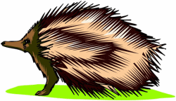 Echidna