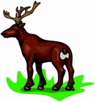 Deer