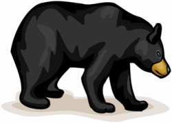 Black Bear