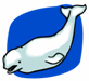 Beluga Whale