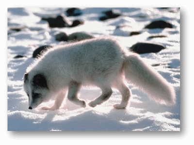 Arctic Fox