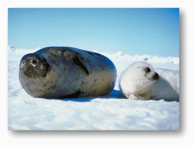 Harp Seal