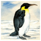 Emperor Penguin