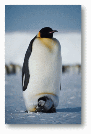 Emperor Penguin