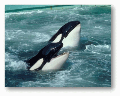 Killer Whale