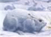 Arctic Hare