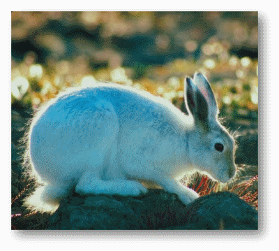 Arctic Hare