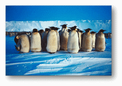 Emperor Penguins