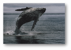 Humpback Whales