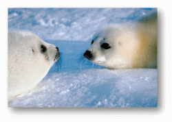 Harp Seals