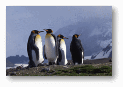 King Penguins