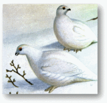 Ptarmigans