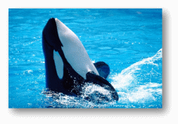 Killer Whales