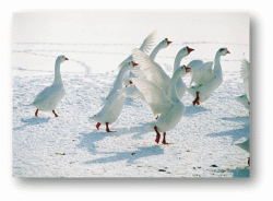 Snow Geese