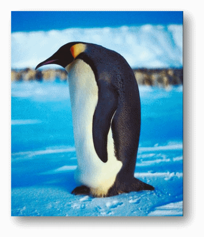 Emperor Penguin