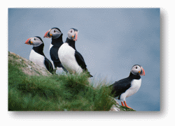 Puffins