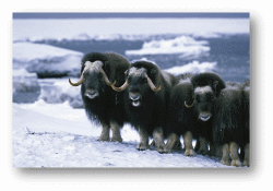 Musk Oxen