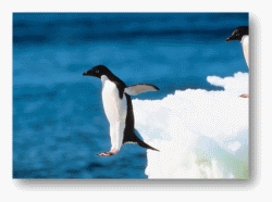 Adelie Penguins