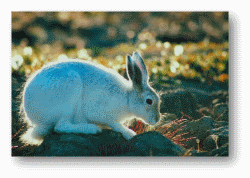 Arctic Hares