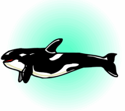 Killer Whales