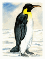 Emperor Penguins