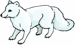 Arctic Wolf