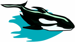 Killer Whale