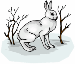 Arctic Hare