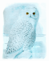 Snowy Owls