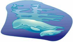 Beluga Whales