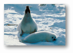 Harp Seals