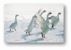 Snow Geese