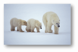 Polar Bears