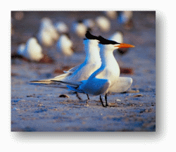 Arctic Terns