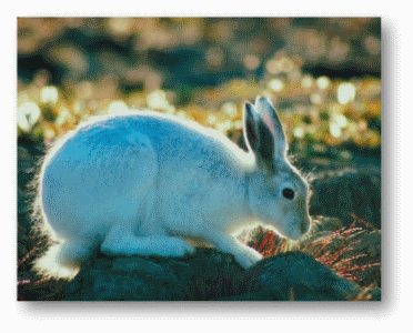 Arctic Hare