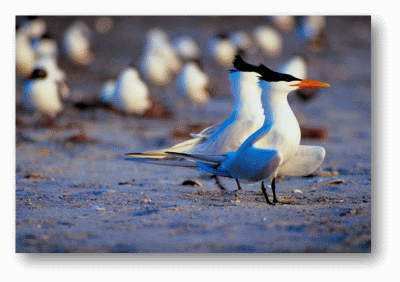 Arctic Tern