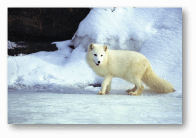 Arctic Fox