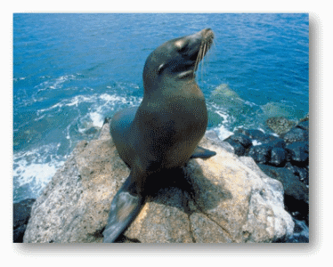 Sea Lion