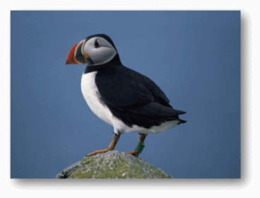 Puffin