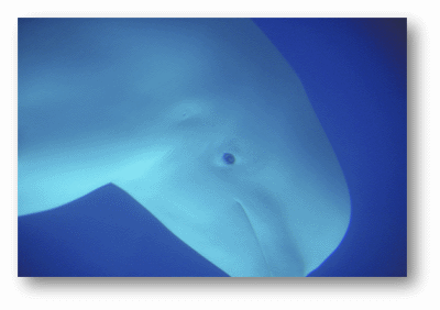 Beluga Whale