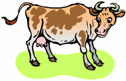 Cow