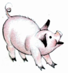 Pig