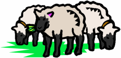 Sheep