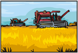 Wheat Crops