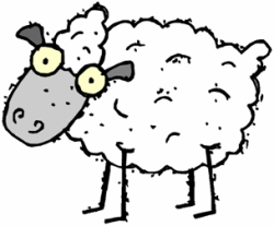 Sheep