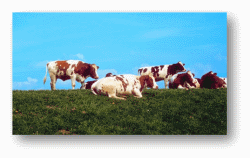 Cows