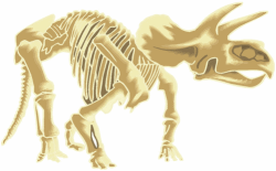 Dinosaur Bones